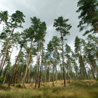 'Ikea' grupas uzņēmums iegādājies vienu no lielākajiem mežu īpašumiem Latvijā, LVM – bešā