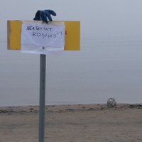 ФОТО: Как юрмальские спасатели охраняли спящего тюлененка