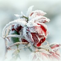Семь чудесных растений, которые цветут зимой
