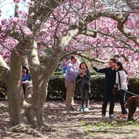 Foto: Vašingtona slīkst rozā ziedos – sācies ķiršu ziedēšanas laiks