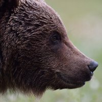 По Таллинну бродит медведица с медвежонком: полиция готовит операцию по поимке