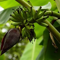 Foto: Kā aug eksotiskie banānkoki?
