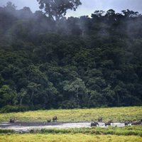 Gabona pirmā Āfrikā saņems ANO miljonus par mežu saglabāšanu