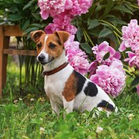 Lai zāle zaļa un puķes nav izmīdītas – padomi suņu saimniekiem