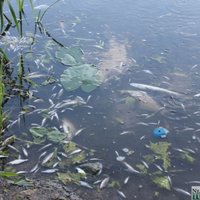 Foto: No Šlokenbekas ezera izceltas jau četras tonnas beigtu zivju