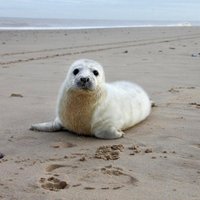 Подтверждено первое в мире рождение тюленей-двойняшек