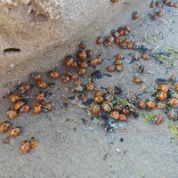 Foto: Vakarbuļļu pludmali apsēdušas bizbizmārītes