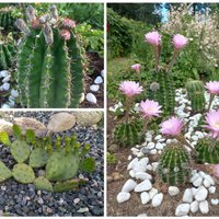 Pieredzes stāsti: kaktusu ziedu salūts vasarā un to pārziemināšana dobēs
