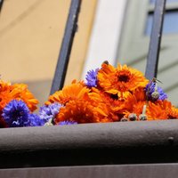 Foto: Pie Nīderlandes vēstniecības Rīgā gulst ziedi saistībā ar traģēdiju Ukrainā