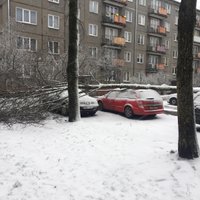 Foto: Brāzmainajā vējā Rīgā uz vairākiem auto uzgāžas koks