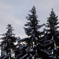 Прогноз Global Forecast System: во вторник ночью на востоке Латвии ожидается снег