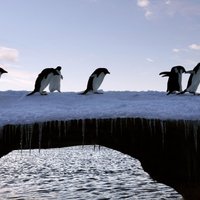 Гигантский айсберг погубил 150 тысяч пингвинов