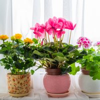 Чужой в доме: какие комнатные растения можно принимать в дар, а какие — нет