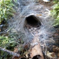 Колония для миллионов пауков и еще 5 сооружений из ваших кошмаров
