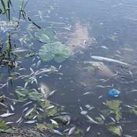 В озере под Тукумсом гибнет рыба: выужено уже 4 тонны