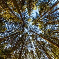 'Latvijas valsts meži' šogad plāno investēt 73,7 miljonus eiro