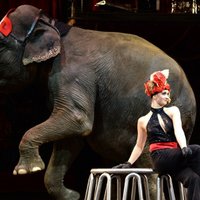 Рижский цирк постепенно откажется от номеров с дрессированными животными