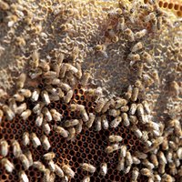 Dzirnavu ielu Rīgā 'iekaro' simtiem bišu