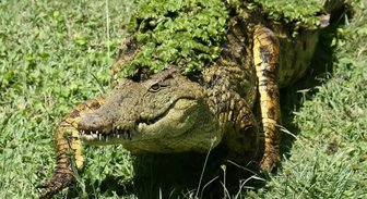 В польском лесу нашли задушенного крокодила
