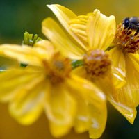 Крестьяне: ЕК защитила пчел, но нанесла удар по сельскому хозяйству