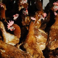 Putnu saimniecībā Nīcas novadā konstatēts salmonelozes uzliesmojums