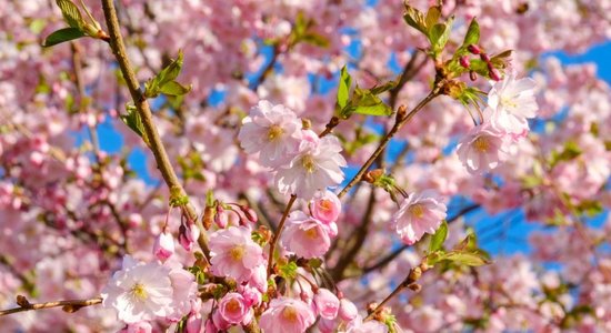 Забудьте о Японии! Увидеть цветение сакуры можно в Париже, Берлине и Праге