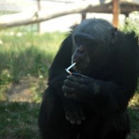 Суд Нью-Йорка отказался уравнять в правах шимпанзе и человека