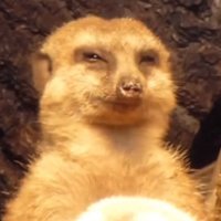 Video: Piemīlīgs surikats cīnās ar miegu