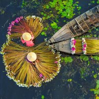 Dienas ceļojumu foto: Vjetnamiešu zemnieki novāc ūdensrožu ražu