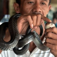 Džakartu piemeklējusi 'čūsku problēma'