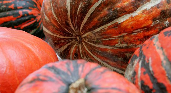 Осень — время тыквы! Полезные свойства тыквы и три потрясающих способа ее приготовить