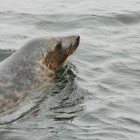 В Латвии разрешили охоту на тюленей. Рыбакам выплатили 168 тысяч евро за ущерб от них