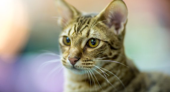 Бразилии предъявлен иск на миллион реалов за грубое обращение с котом на  пресс-конференции ЧМ