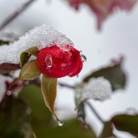 Audzētājas ieteikumi, kā rozes sagatavot ziemai