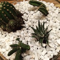 Eksotika istabā: pamācība kaktusu terārija izveidei stikla traukā