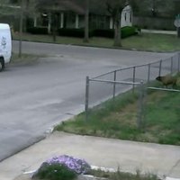 Video: Ļaudis smej par sliktāko rītu kāda 'FedEx' kurjera dzīvē