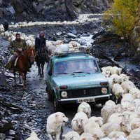 Foto: Kā avis, suņi un gani mēro bīstamu kalnu ceļu uz Kahetijas līdzenumiem