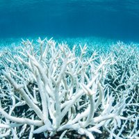 Ученые: Большой Барьерный риф белеет из-за потепления