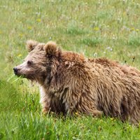 Izgāztuves diēta: apdraudētie Himalaju lāči pārtiek no atkritumiem, liecina ziņojums