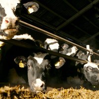 Šolks: aktivizējoties poļu un lietuviešu iepircējiem, piena tirgū strauji veidojas cenu 'burbulis'
