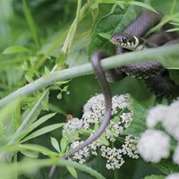Dārza kari: ko darīt ar čūsku – apkarot vai sadzīvot?