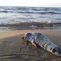 Читатель: Гулял по пляжу, и наткнулся на маленького обессиленного тюлененка
