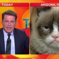 ВИДЕО: Сердитый котик дал эксклюзивное телеинтервью