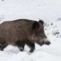 Свиная чума констатирована еще в двух волостях Латвии