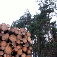 Austrumu robežas izbūvētāju rosina apsūdzēt par 180 000 eiro vērtas koksnes zādzību