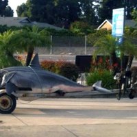 Kalifornijā noķerta milzu haizivs