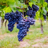 Выращивать виноград в нашем климате на удивление просто. Надо лишь следовать этим рекомендациям