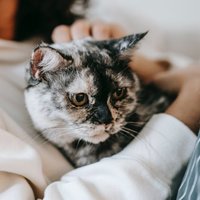 Kā pārliecināties, vai kaķu terapija palīdz pret vēdersāpēm