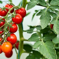 Помидоры в открытом грунте: премудрости выращивания и лучшие сорта полевых томатов