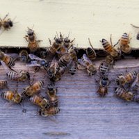 ANO un ES aicina uz globālu rīcību bišu aizsardzībai